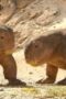 Nonton Film Life on Our Planet Season 1 Episode 4 Bioskop21 Nonton Film Life on Our Planet Season 1 Episode 4 Bioskop21
